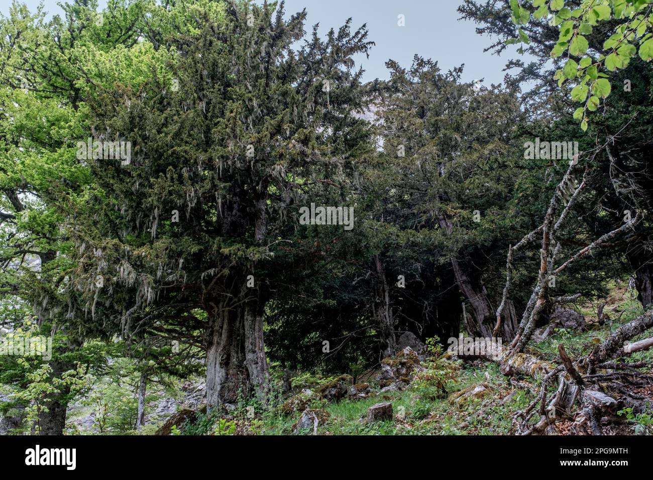 Old yew (Taxus baccata) tree covered by lichens Stock Photo