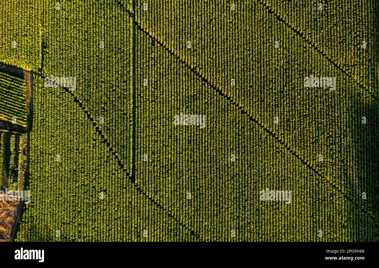 Aerial view of field growing tobacco in Chile. Top view from drone Stock  Photo