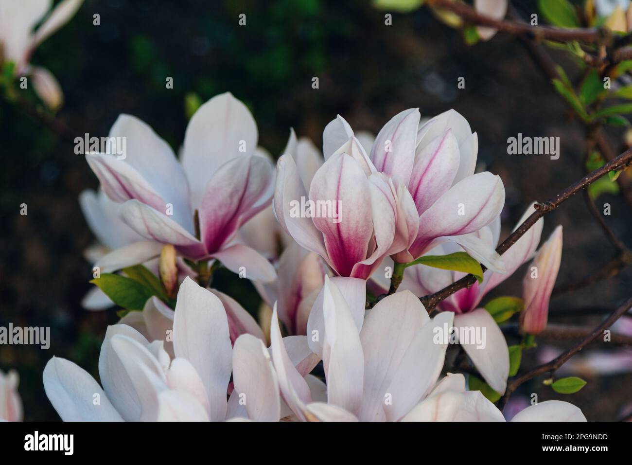 White magnolia flowers close hi-res stock photography and images - Alamy