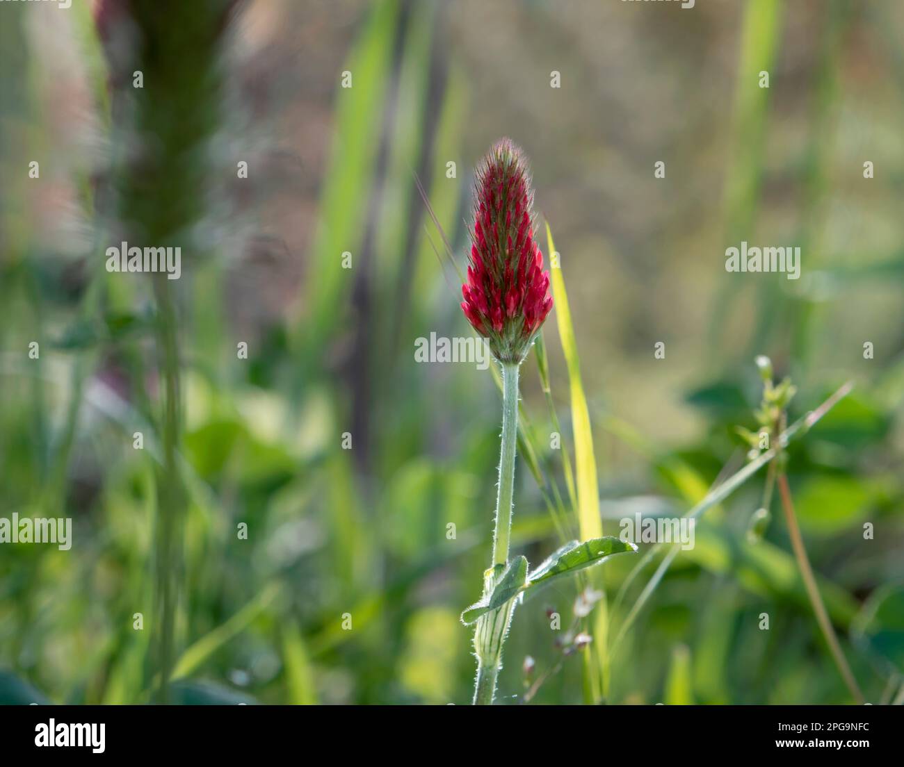 Crimson clover (Trifolium incarnatum) red flower Stock Photo