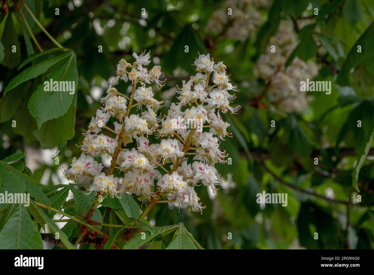 Horsechestnut tree (Aesculus hippocastanum) in bloom Stock Photo