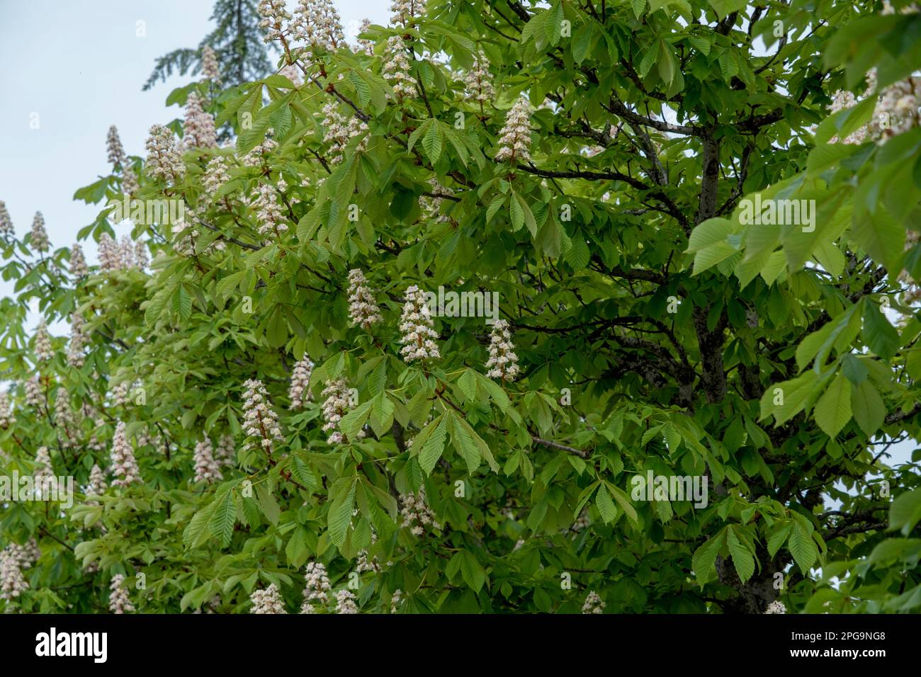 Horsechestnut tree (Aesculus hippocastanum) in bloom Stock Photo