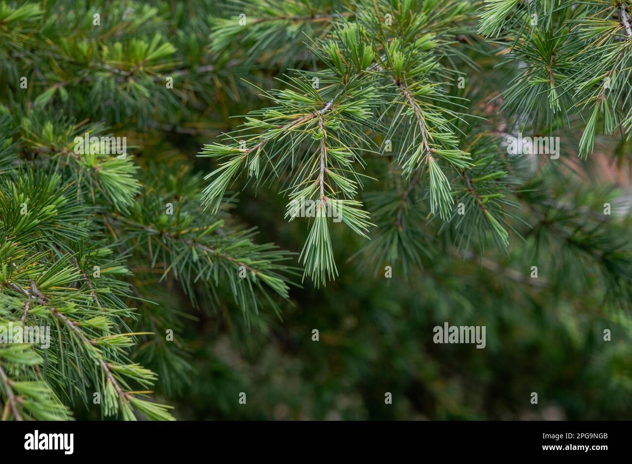 Deodar cedar (Cedrus deodara) green foliage Stock Photo