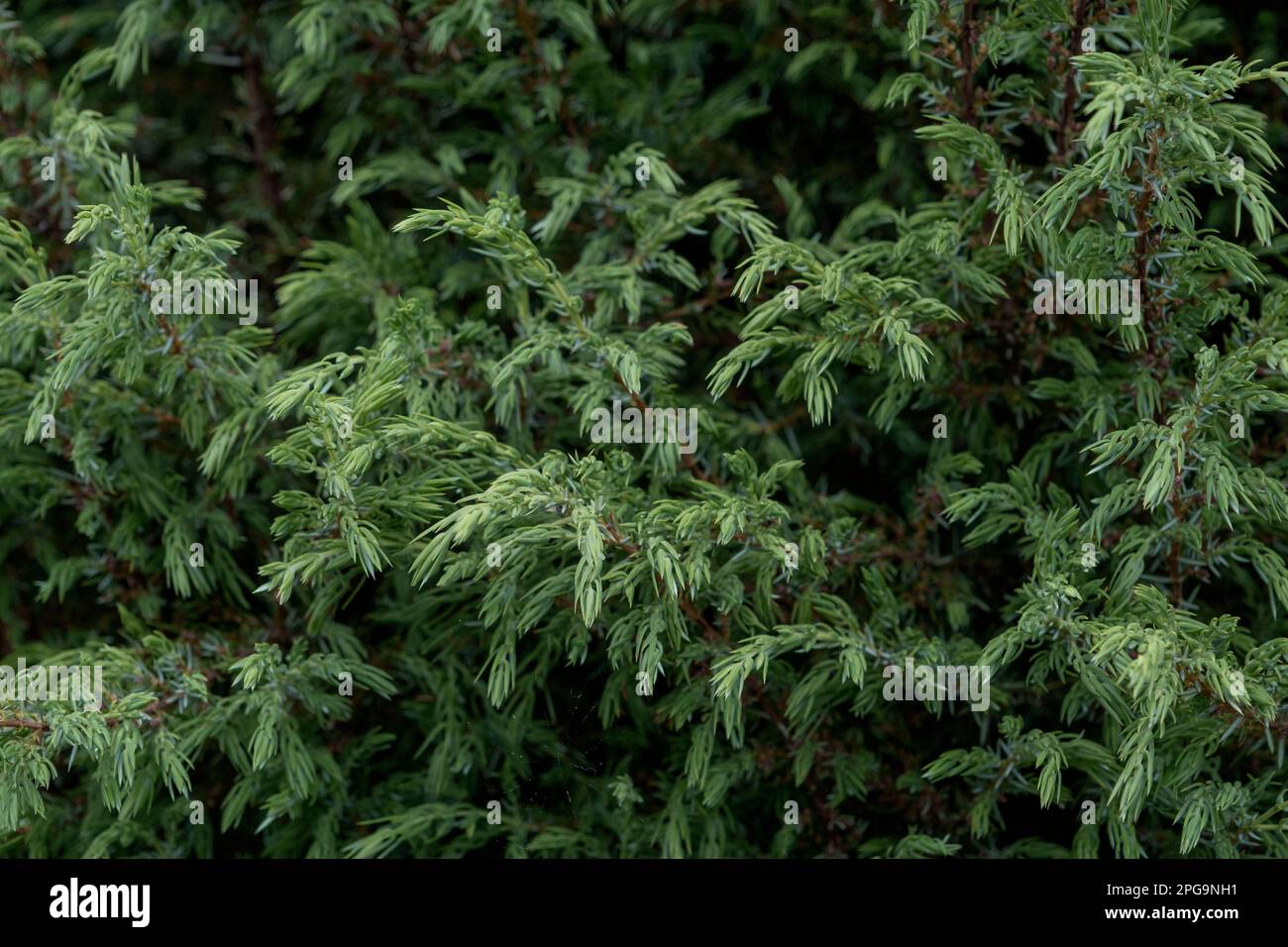 Sawara cypress (Chamaecyparis pisifera) green foliage Stock Photo