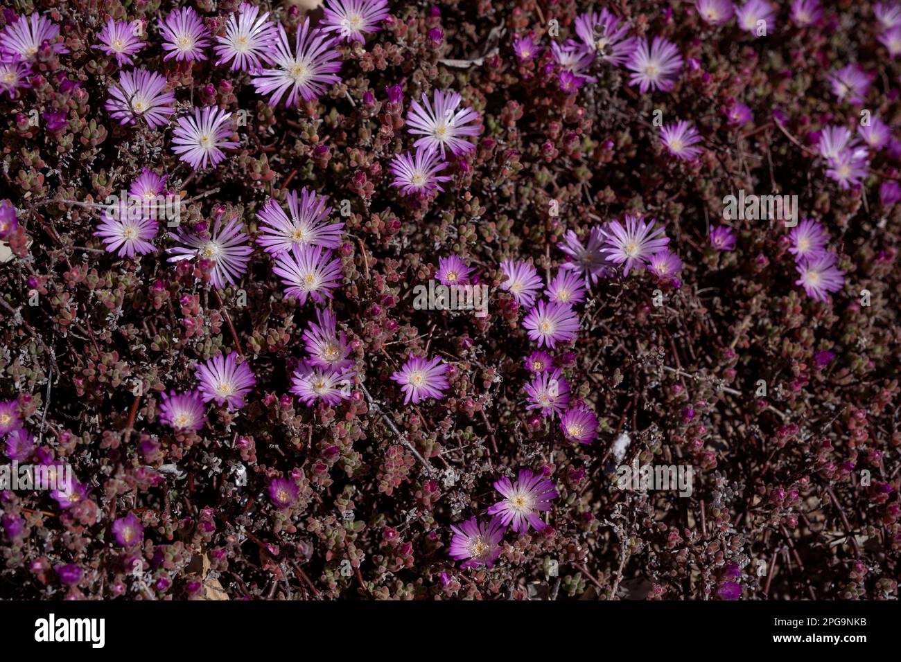 Pale dew plant (Drosanthemum floribundum) succulent plant lavender colored blooming flowers Stock Photo
