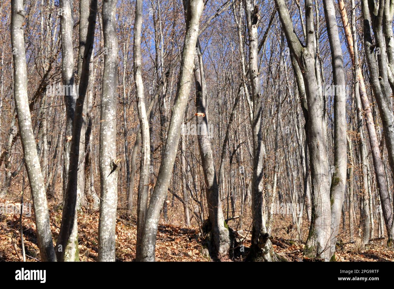 Hornbeam trees solid wood grow in the forest Stock Photo Alamy