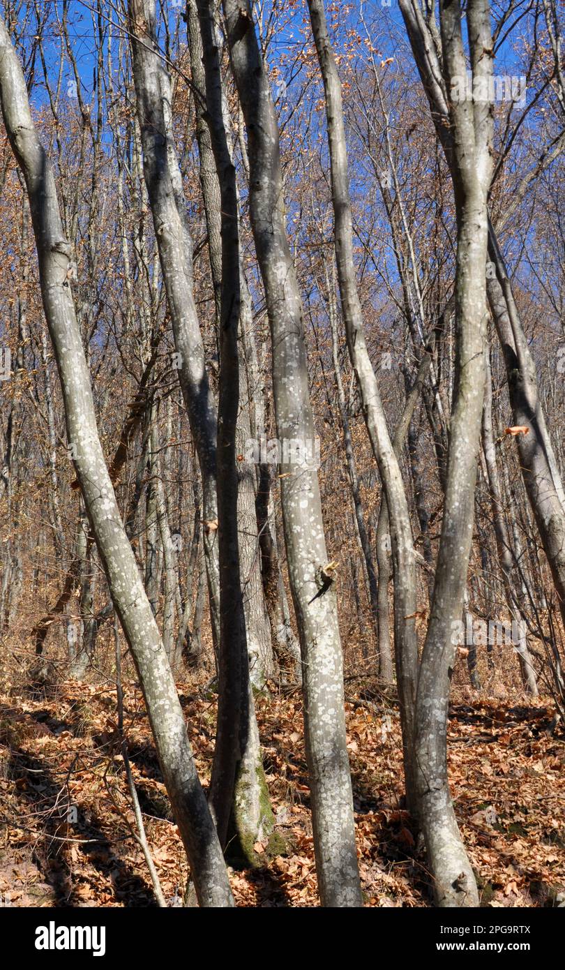 Hornbeam trees solid wood grow in the forest Stock Photo Alamy