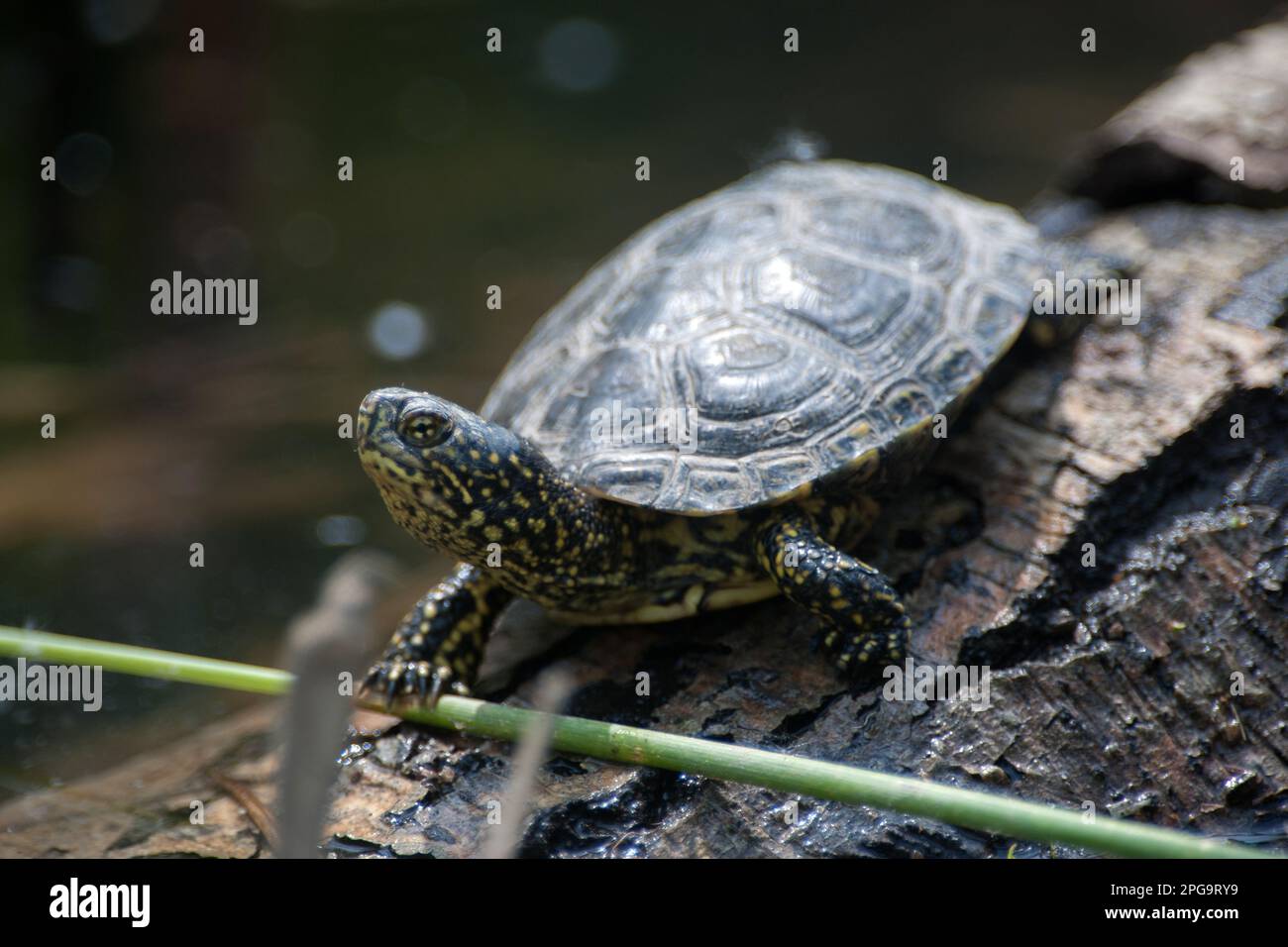 tartaruga palustre; fiume sele, oasi wwf di persano, serre, salerno, campania, italia Stock Photo