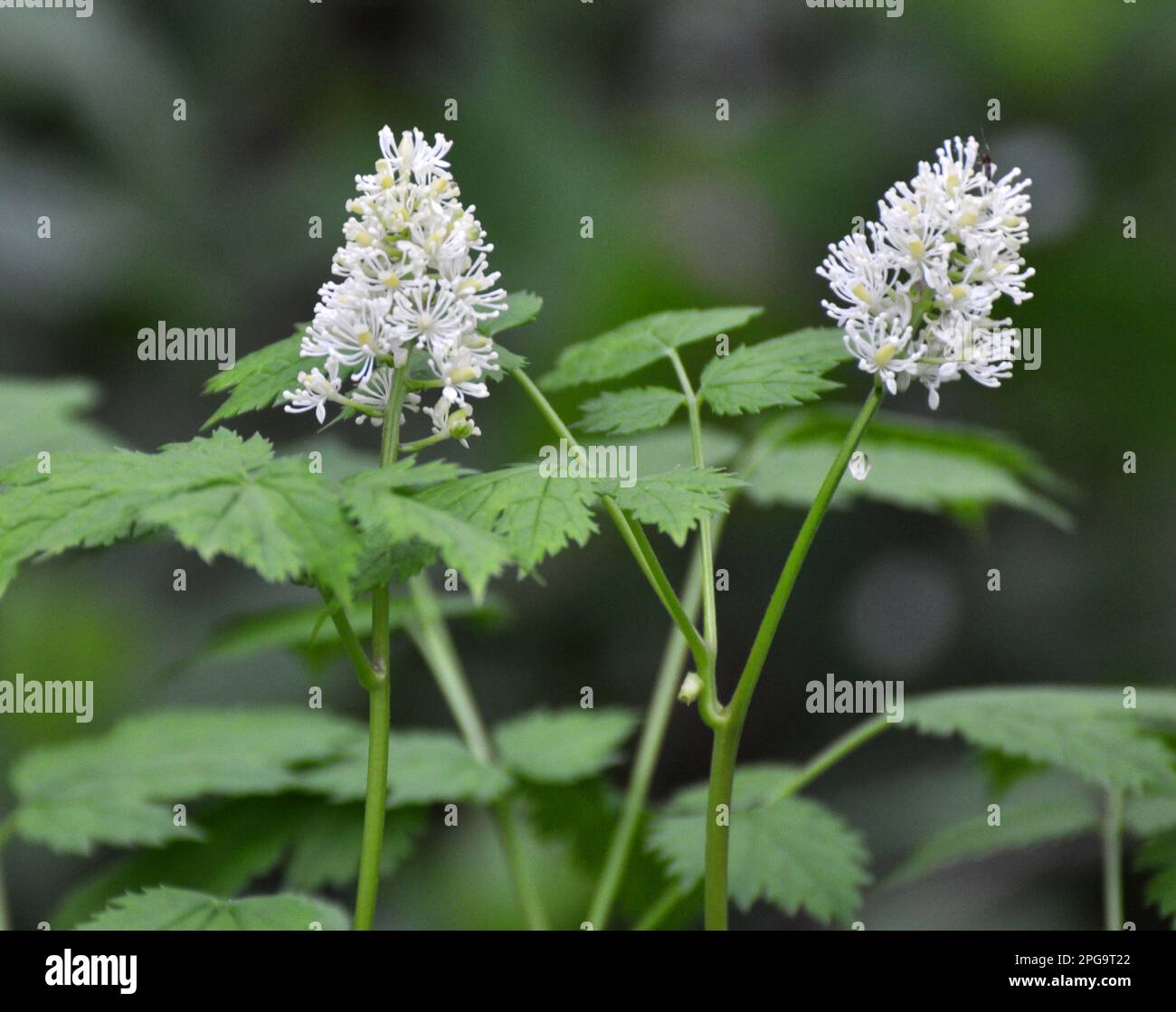 Perennial, rare, poisonous plant Actaea spicata grows in the wild in the woods Stock Photo