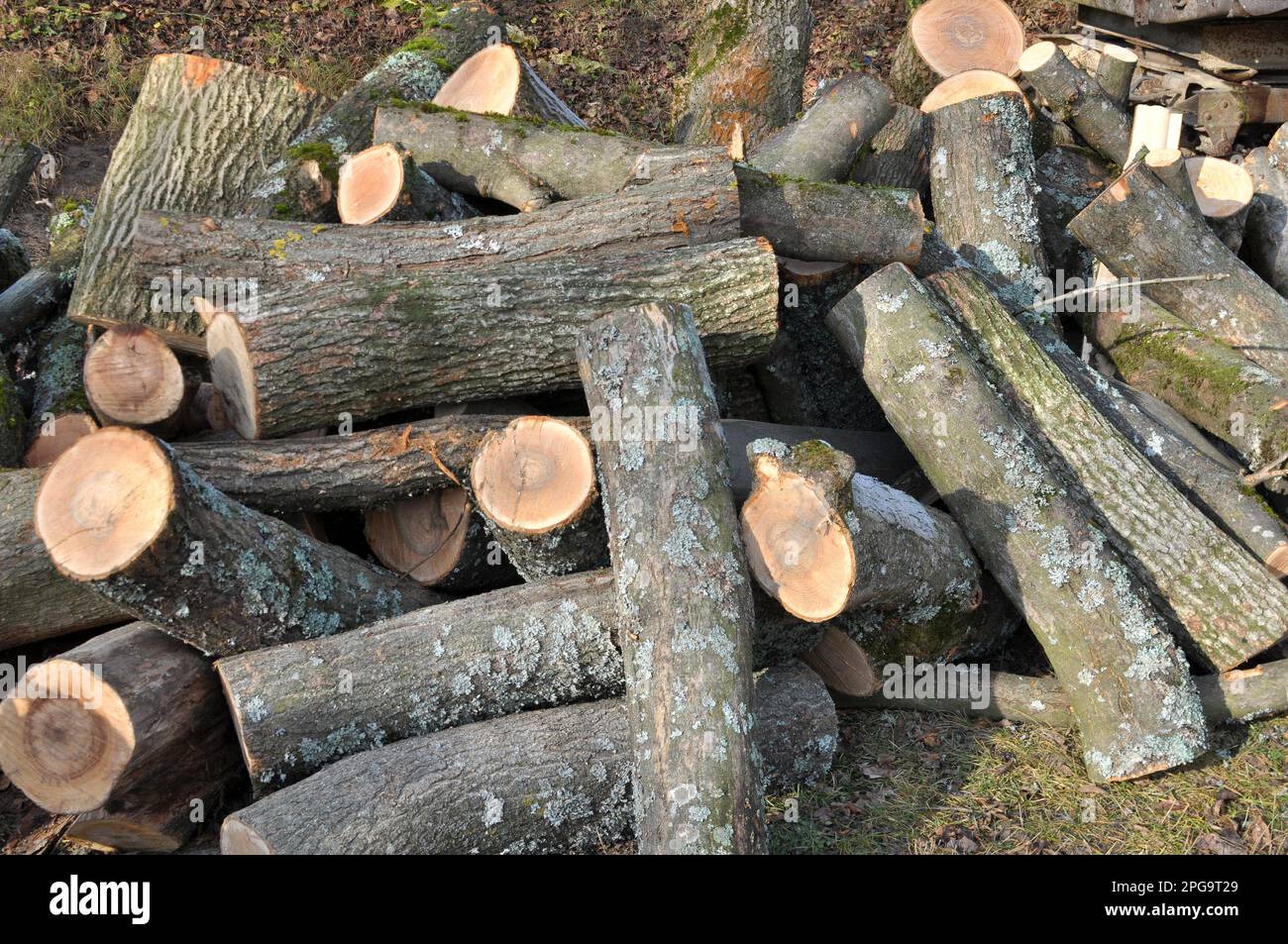 Gathering wood logs on Craiyon