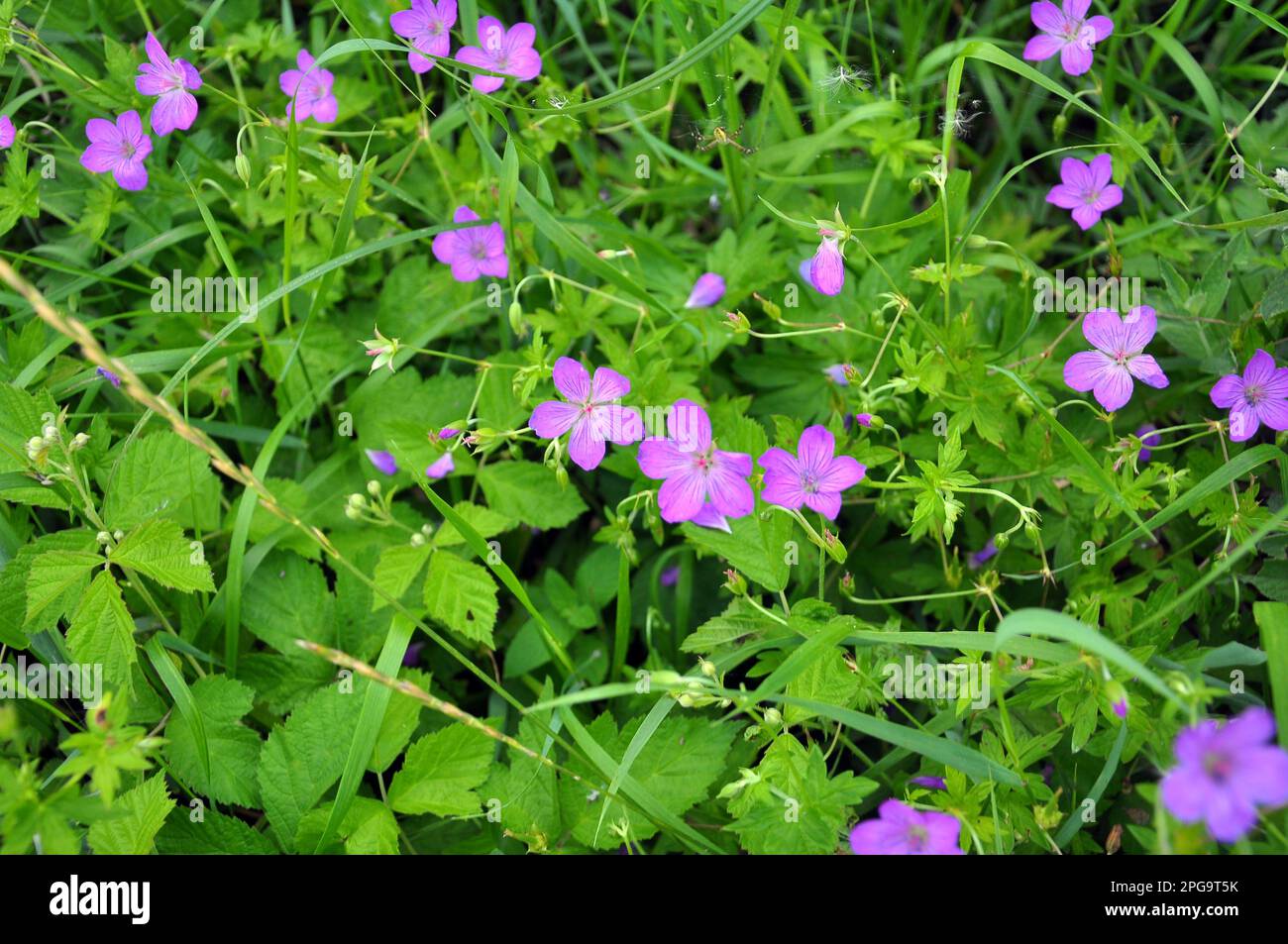 Geranium growing among grasses in the wild Stock Photo