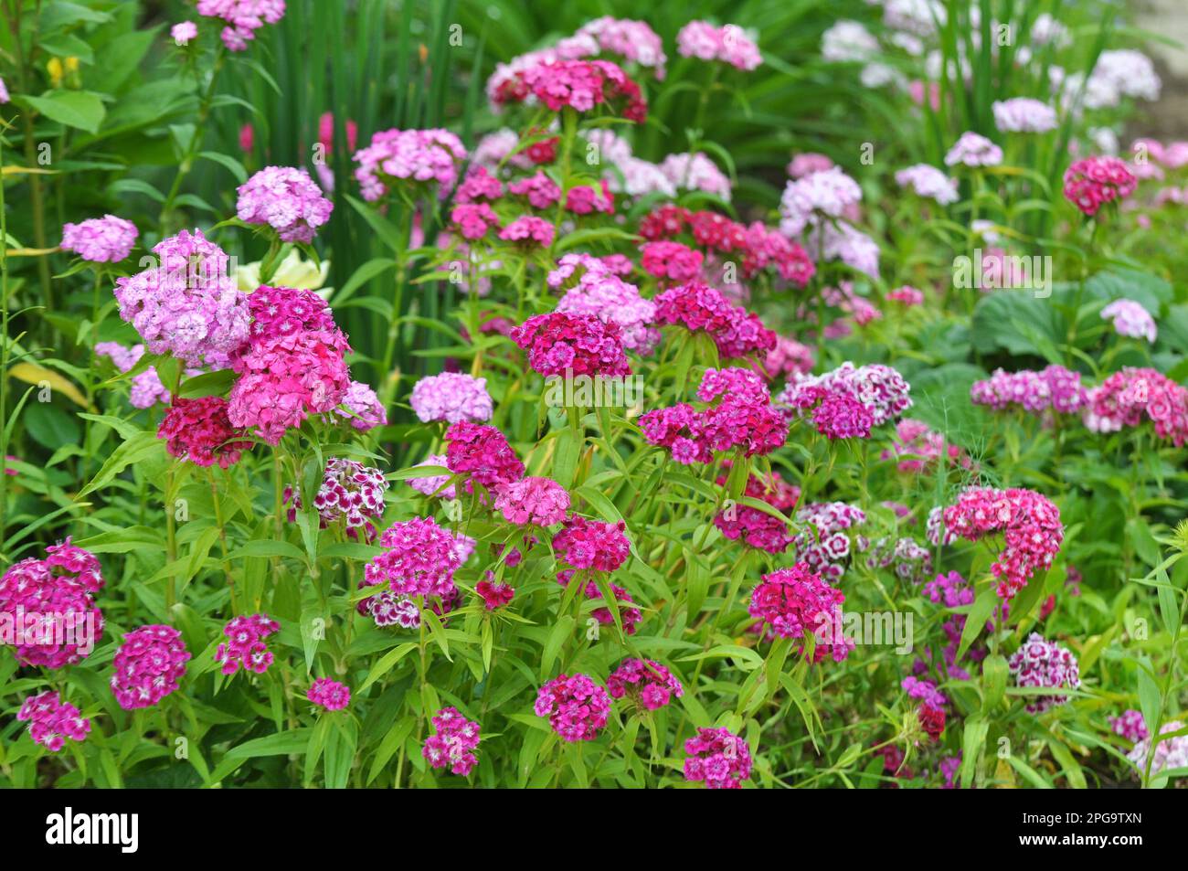 In the garden on the flowerbed blooms carnation Stock Photo