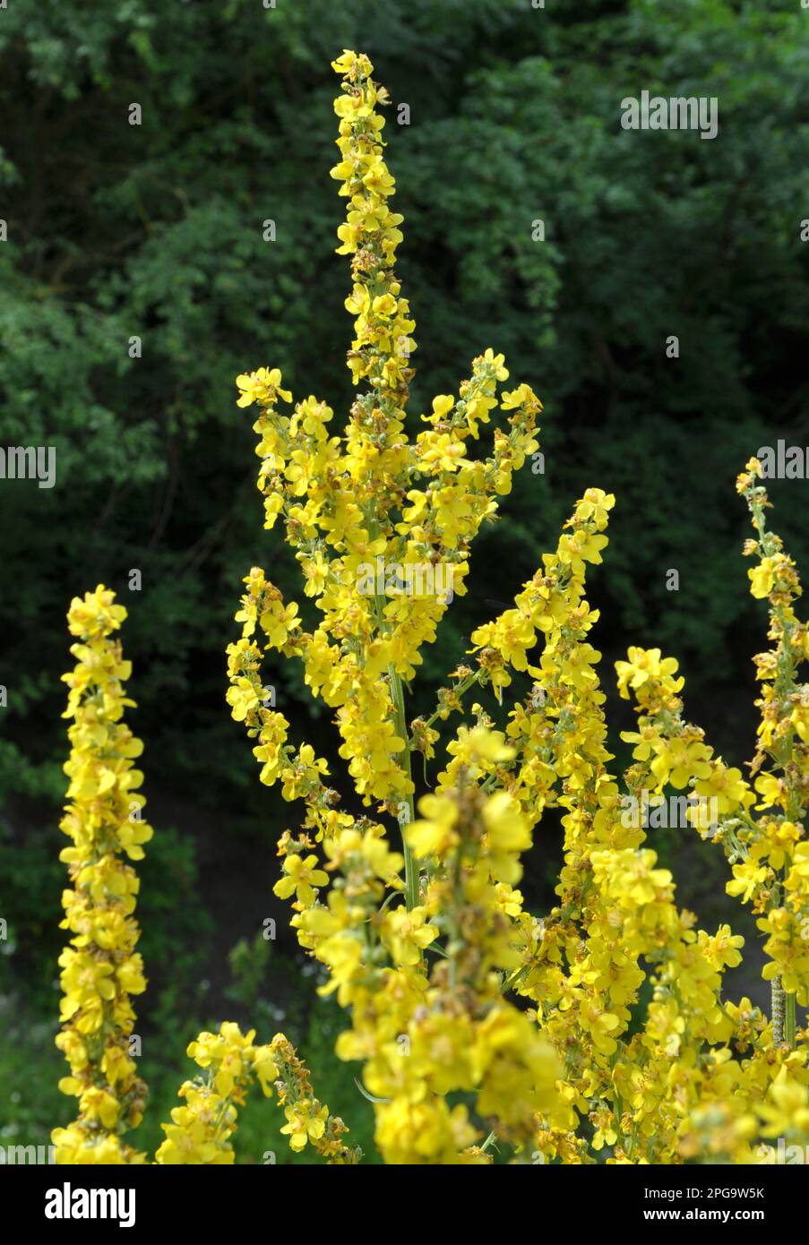 One of the species of mullein, Verbascum lychnitis, blooms in the wild Stock Photo