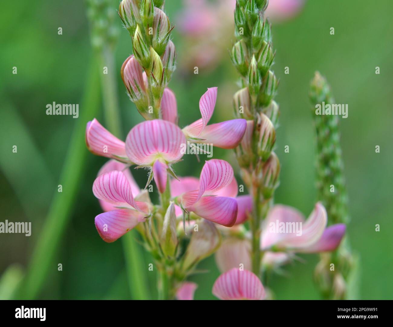 In the meadow among wild grasses blooms sainfoin (onobrychis). Stock Photo