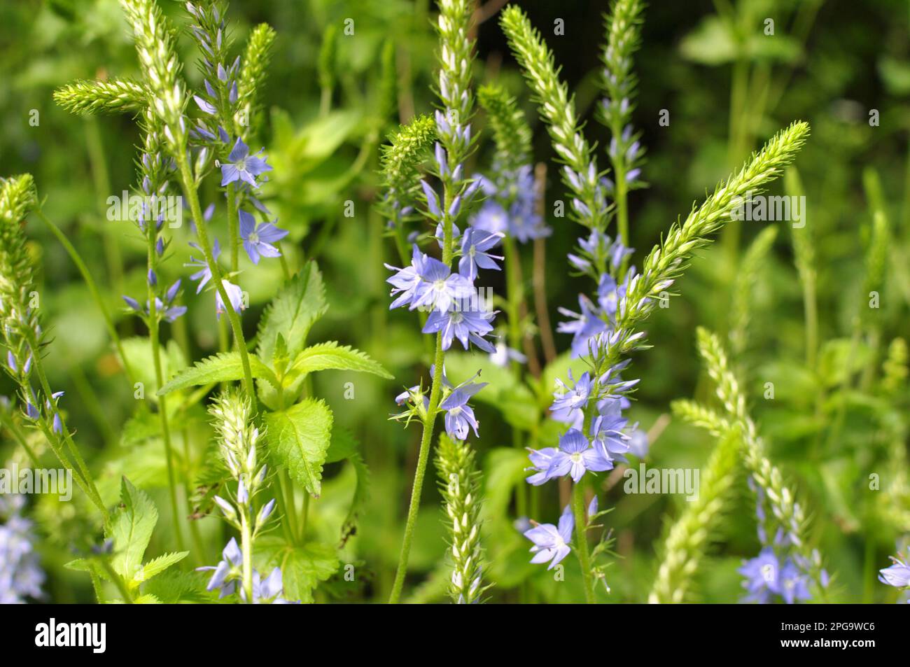 In the wild, veronica teucrium grows among grasses Stock Photo
