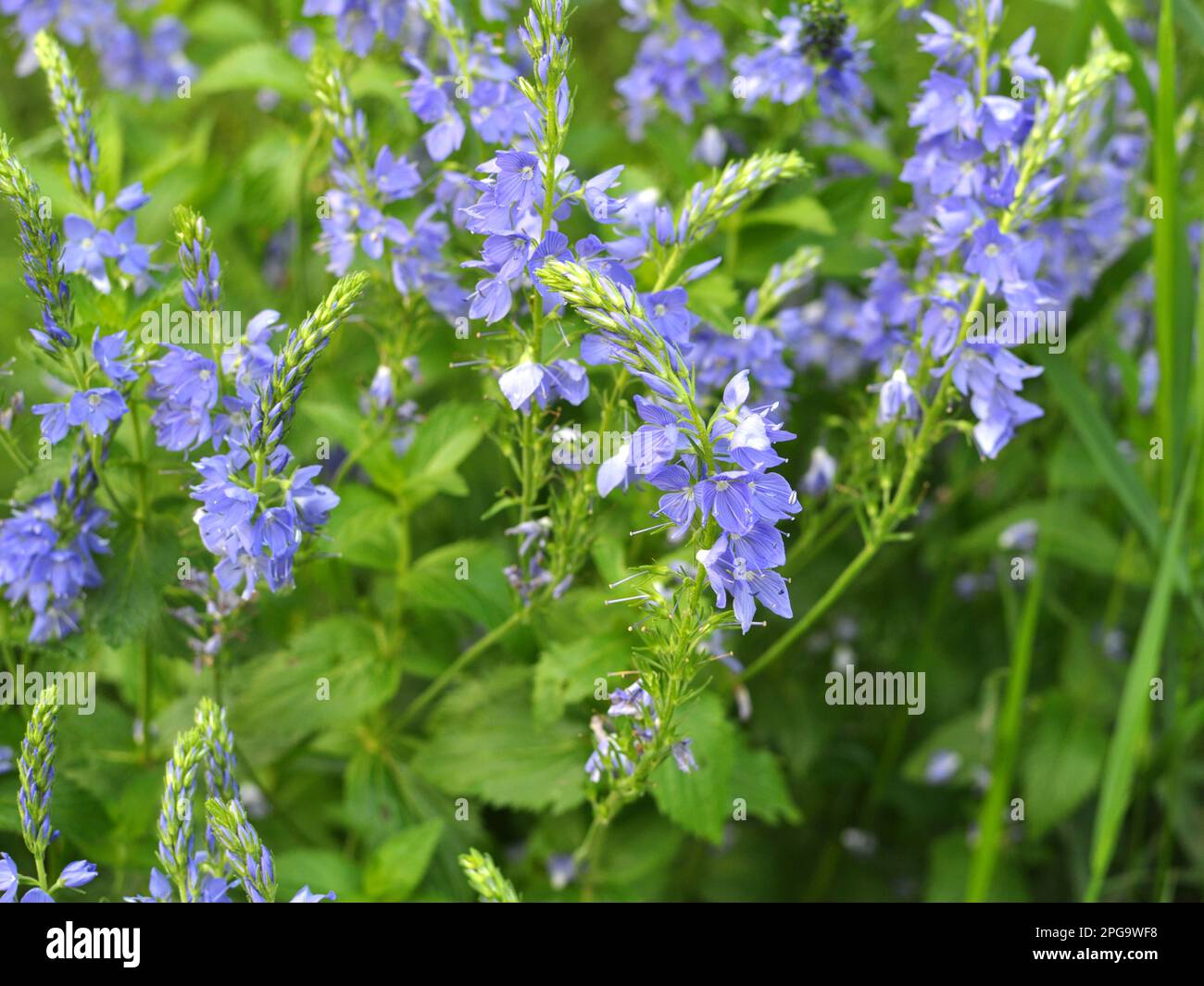 In the wild, veronica teucrium grows among grasses Stock Photo