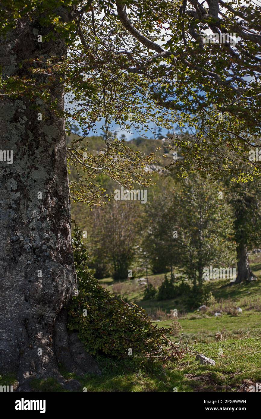 Faggeta, Piano Iannece, Monte Pollino, Parco Nazionale Del Pollino ...