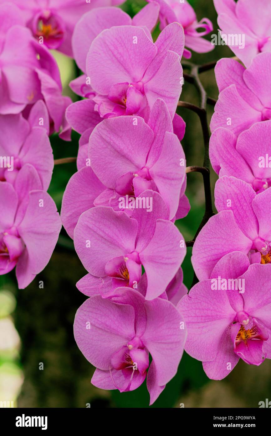 Bright pink hanging orchid corsages. Beauty concept. Vertical view