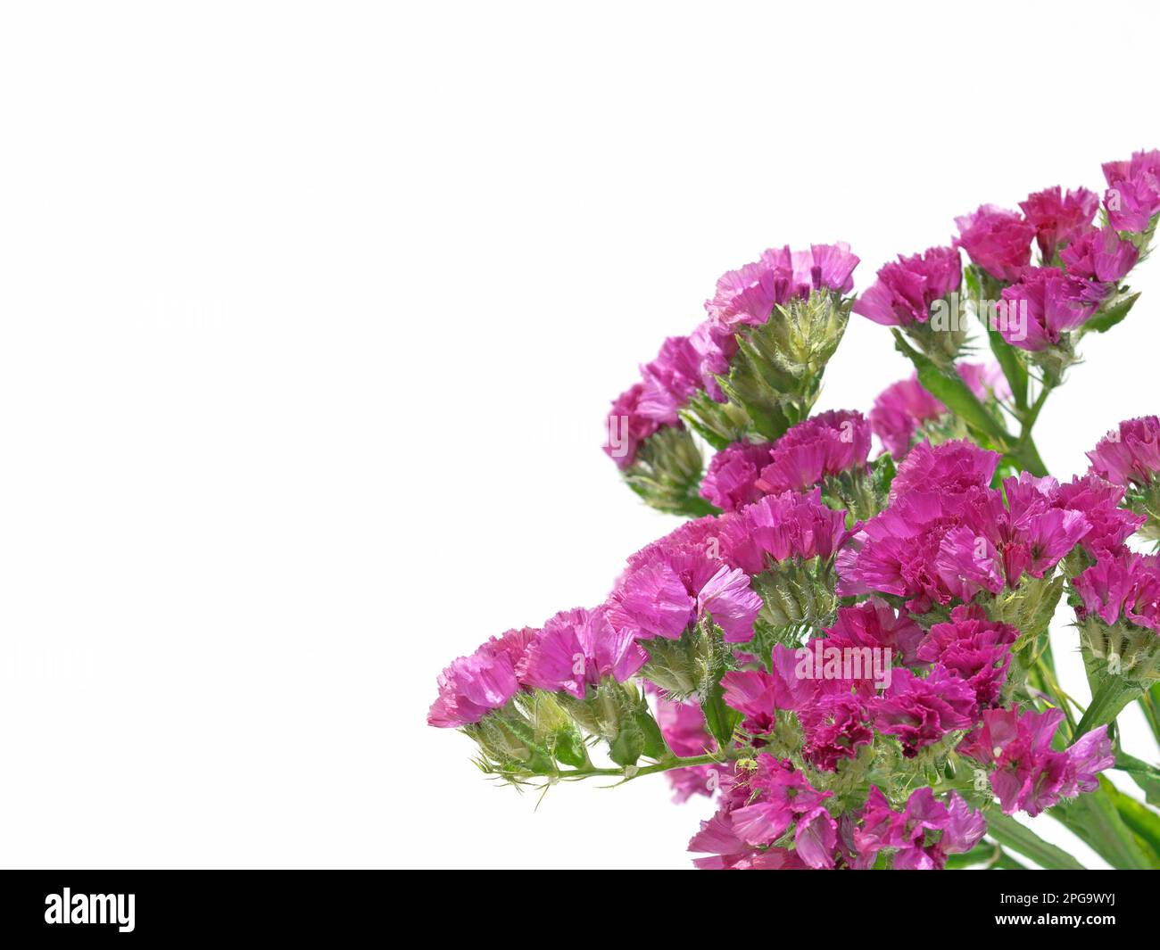 Flowering Sea Lavender, Limonium sinuatum, against a white background Stock Photo