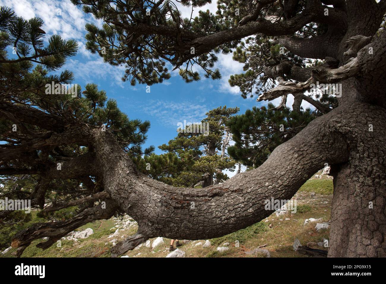 pini loricati, serra di crispo, monte pollino, parco nazionale del ...