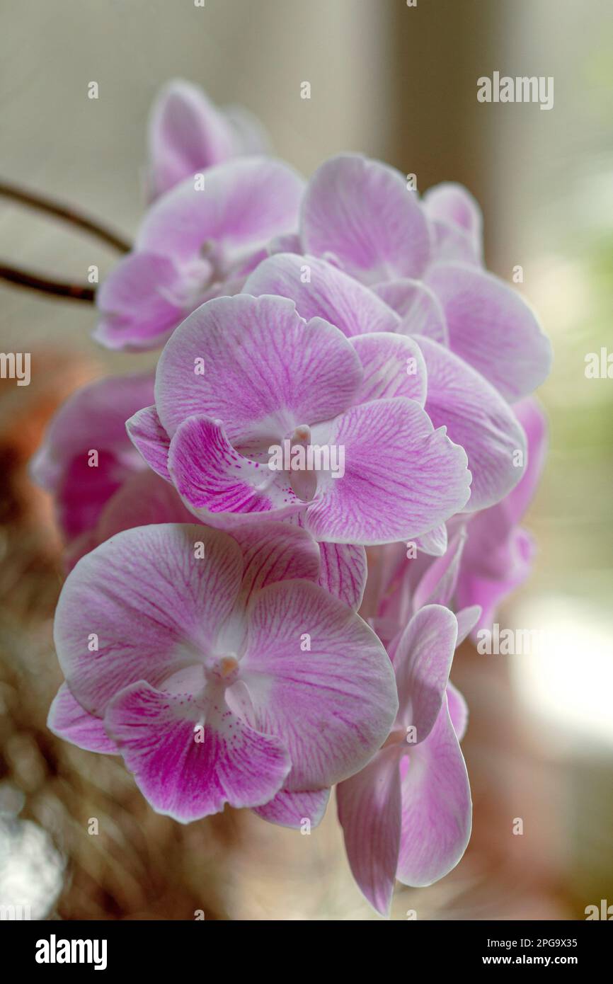 A bouquet of orchids hi-res stock photography and images - Alamy, image size:866x1390