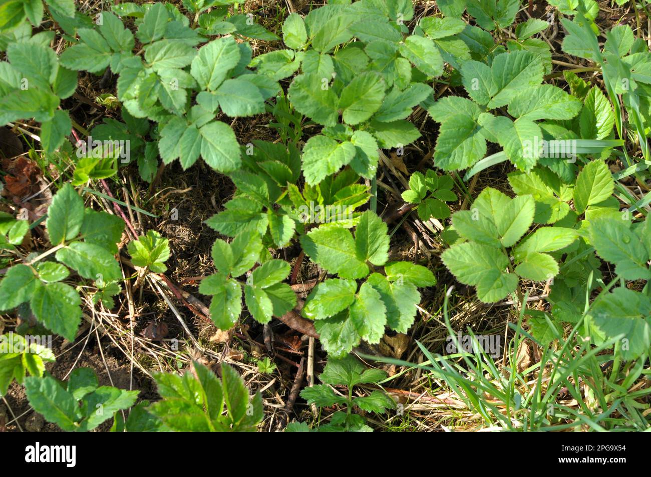 Aegopodium podagraria grows as a weed in the wild Stock Photo