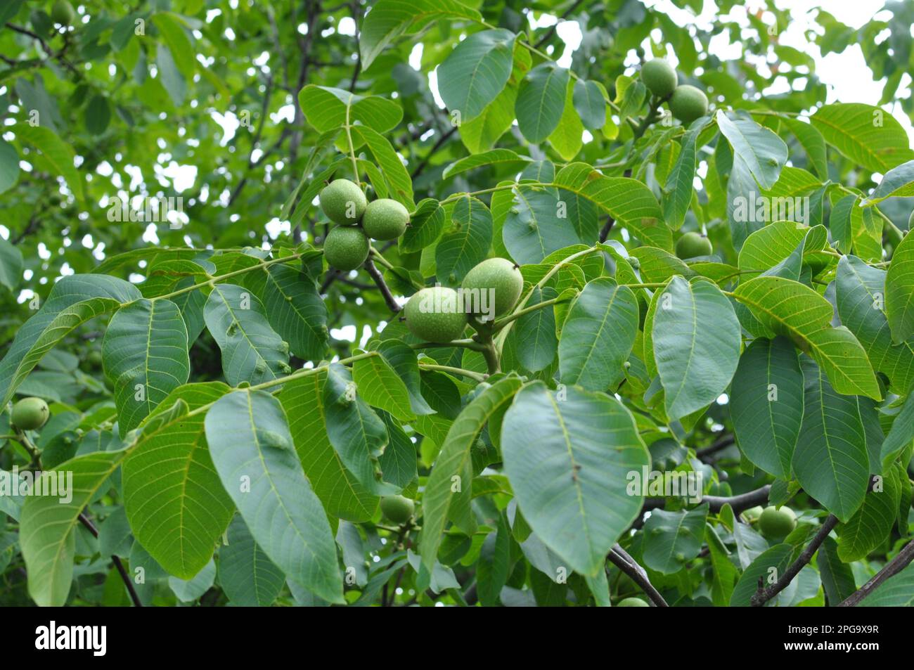 On a tree branch with a green shell, a ripening walnut Stock Photo