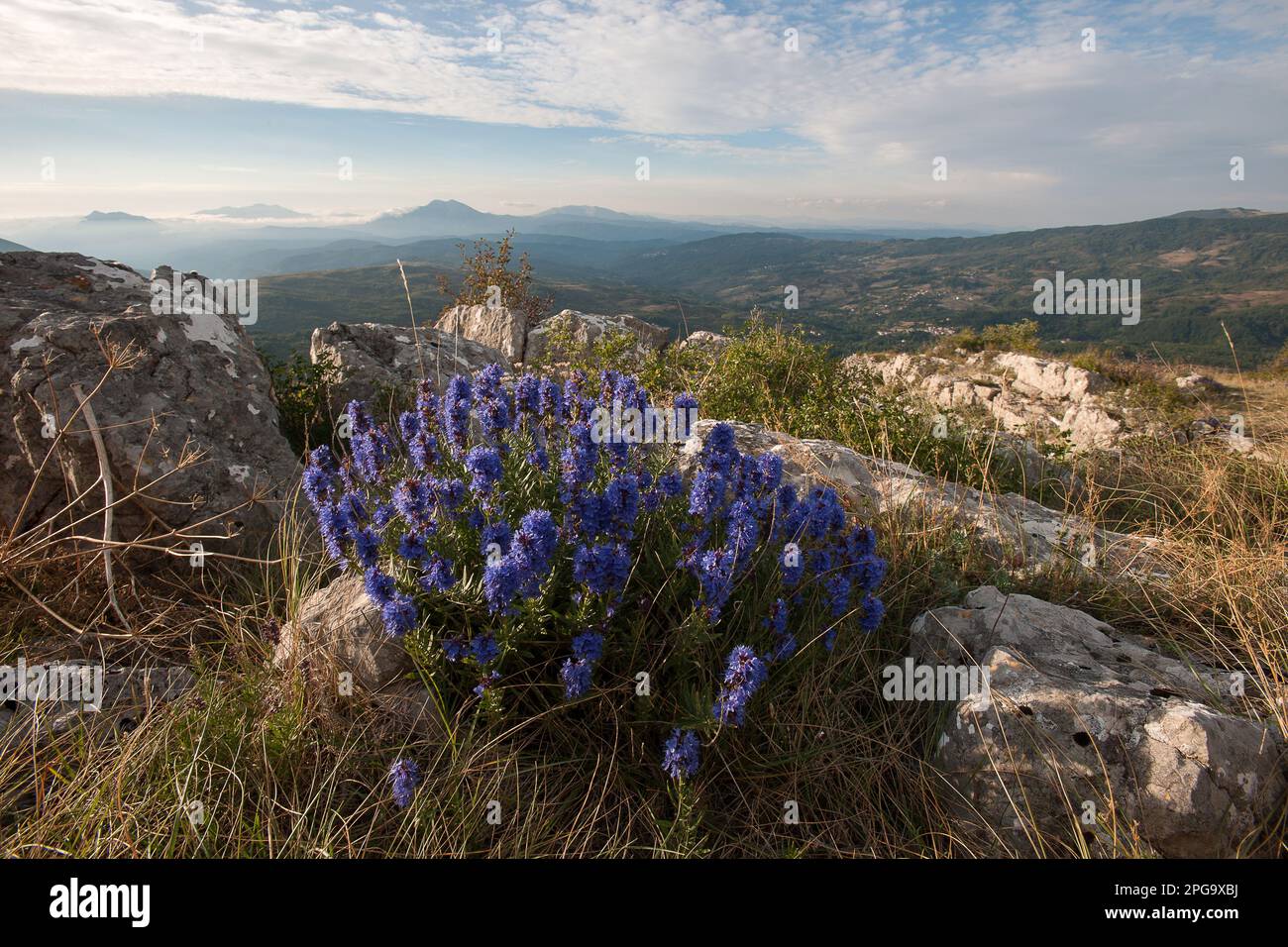 Fioritura Di Issopo, Valle Del Frido, Monte Pollino, Parco Nazionale ...