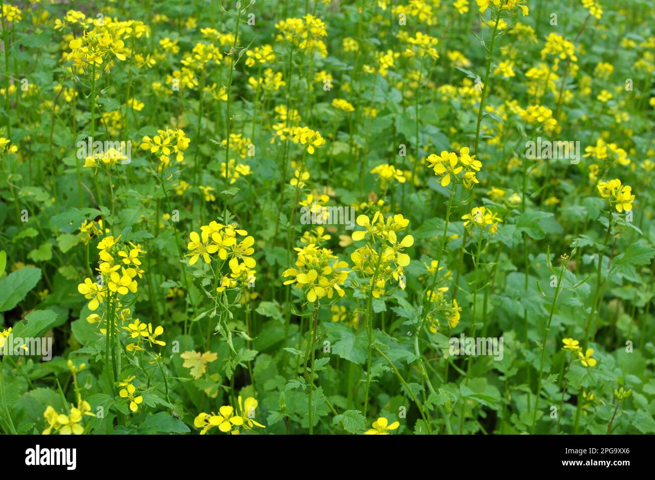 Mustard sprouts grown for organic fertilizer green manure (siderates