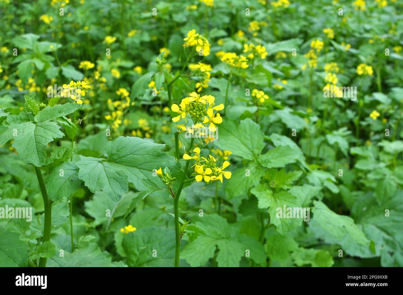 Mustard sprouts grown for organic fertilizer green manure (siderates