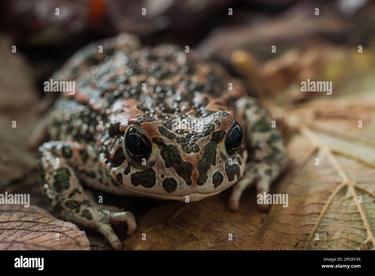 rospo smeraldino, bufo viridis Stock Photo - Alamy
