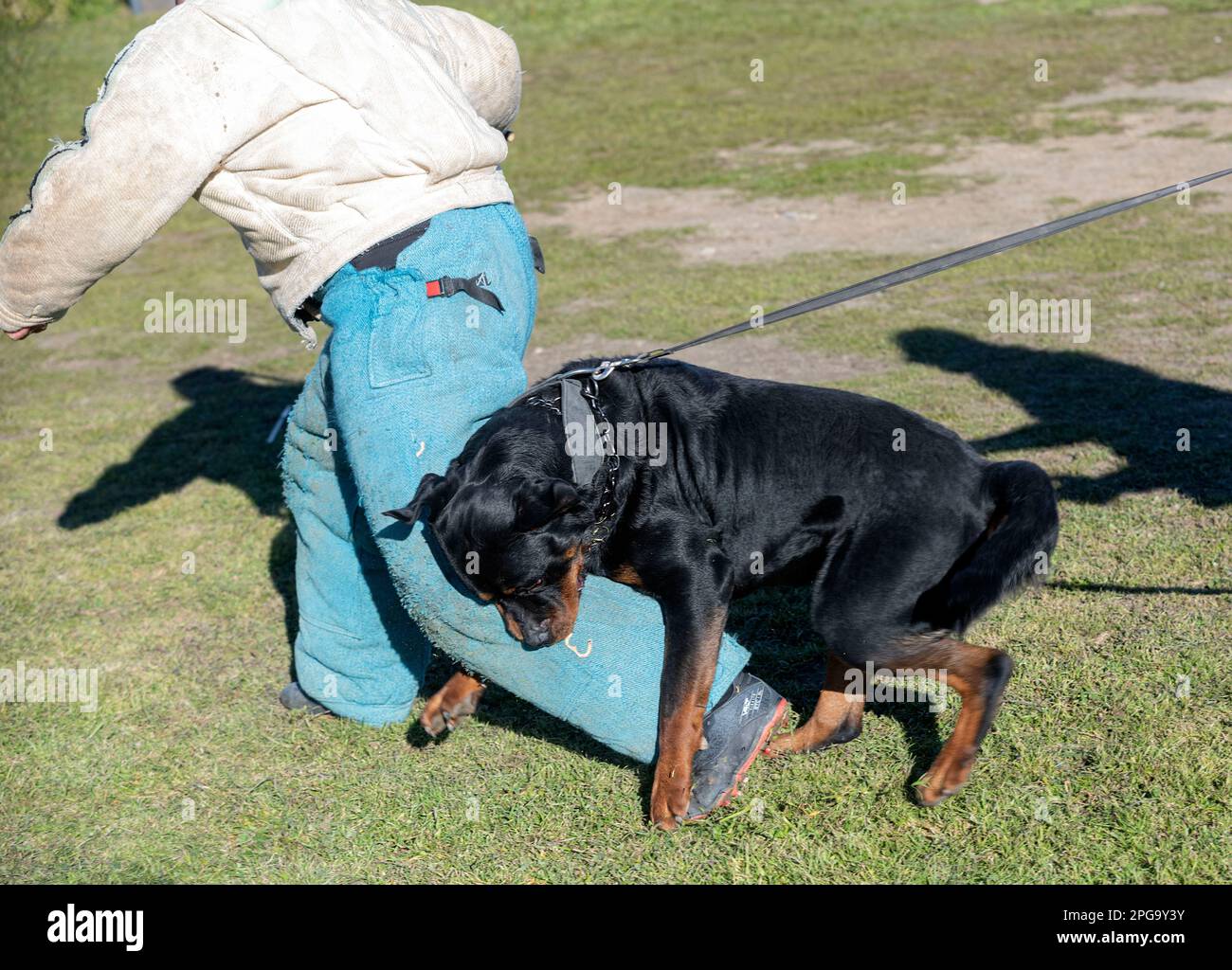 Sport Rottweiler young rottweiler training for protection sport and police Stock Photo ...