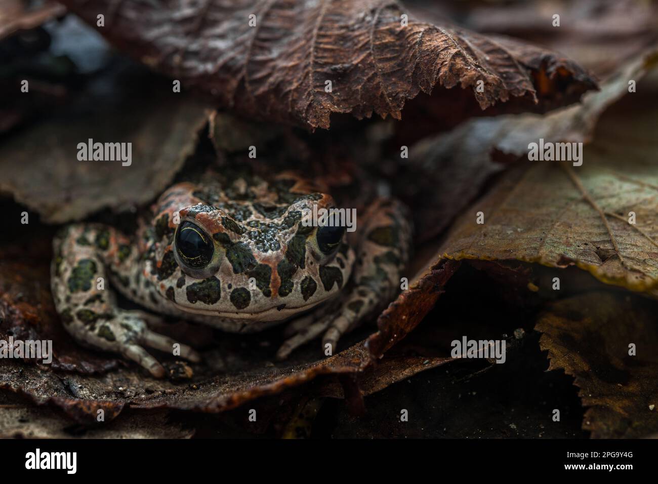 rospo smeraldino, bufo viridis Stock Photo - Alamy