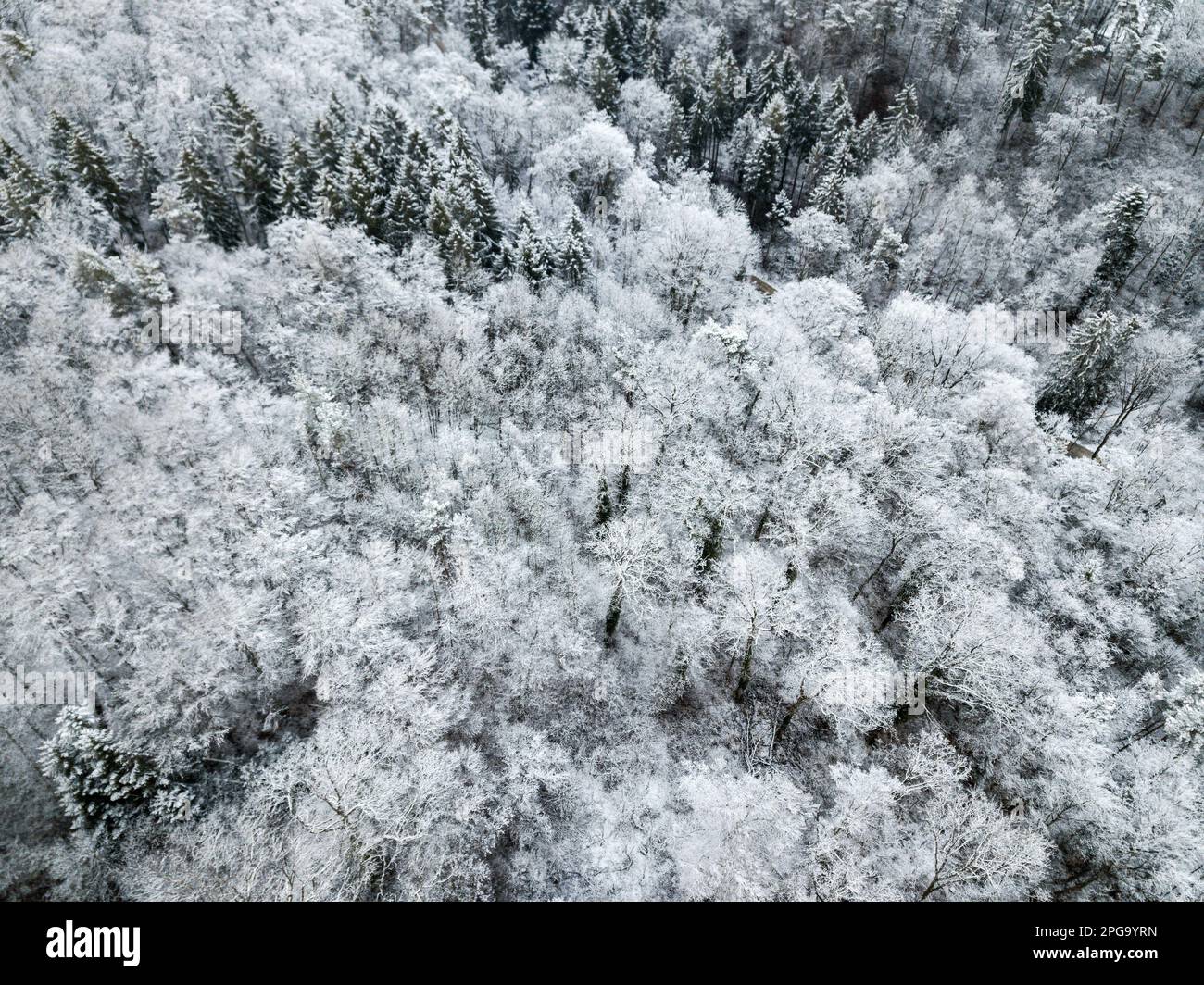 Aerial view of snow covered pine forest in winter - full frame ...