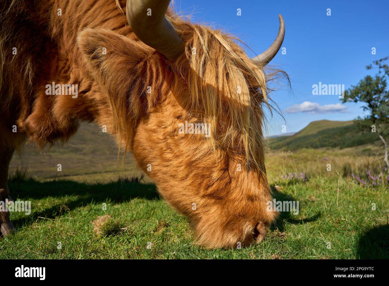 A Highland cattle graze in a lush green meadow Stock Photo - Alamy