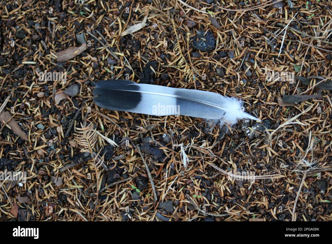 Single black, grey and white feather lying on forest floor Stock Photo - Alamy