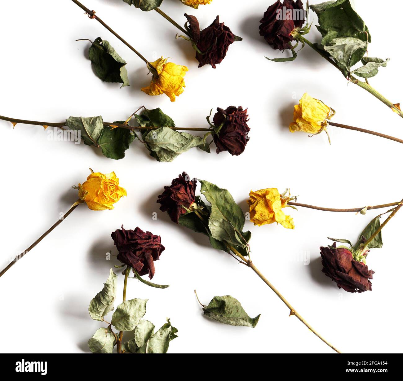 Dried branches of roses on a white background top view with place for ...
