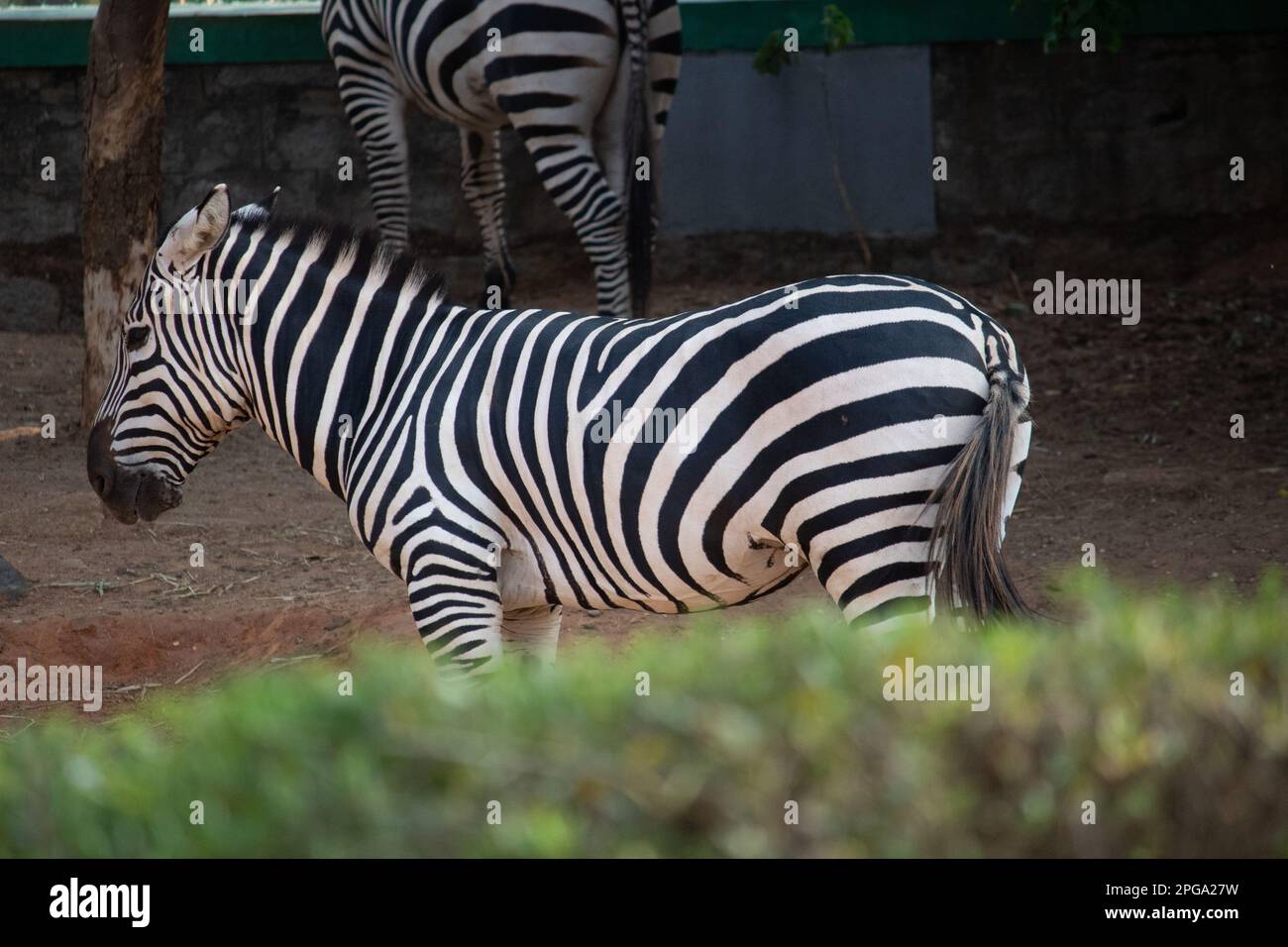 India Zebra at Bannerghatta national park Bangalore standing in the zoo