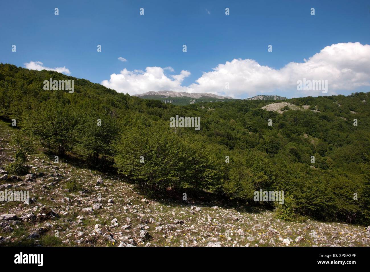 valle delle orchidee, monte cervati, parco nazionale del cilento e