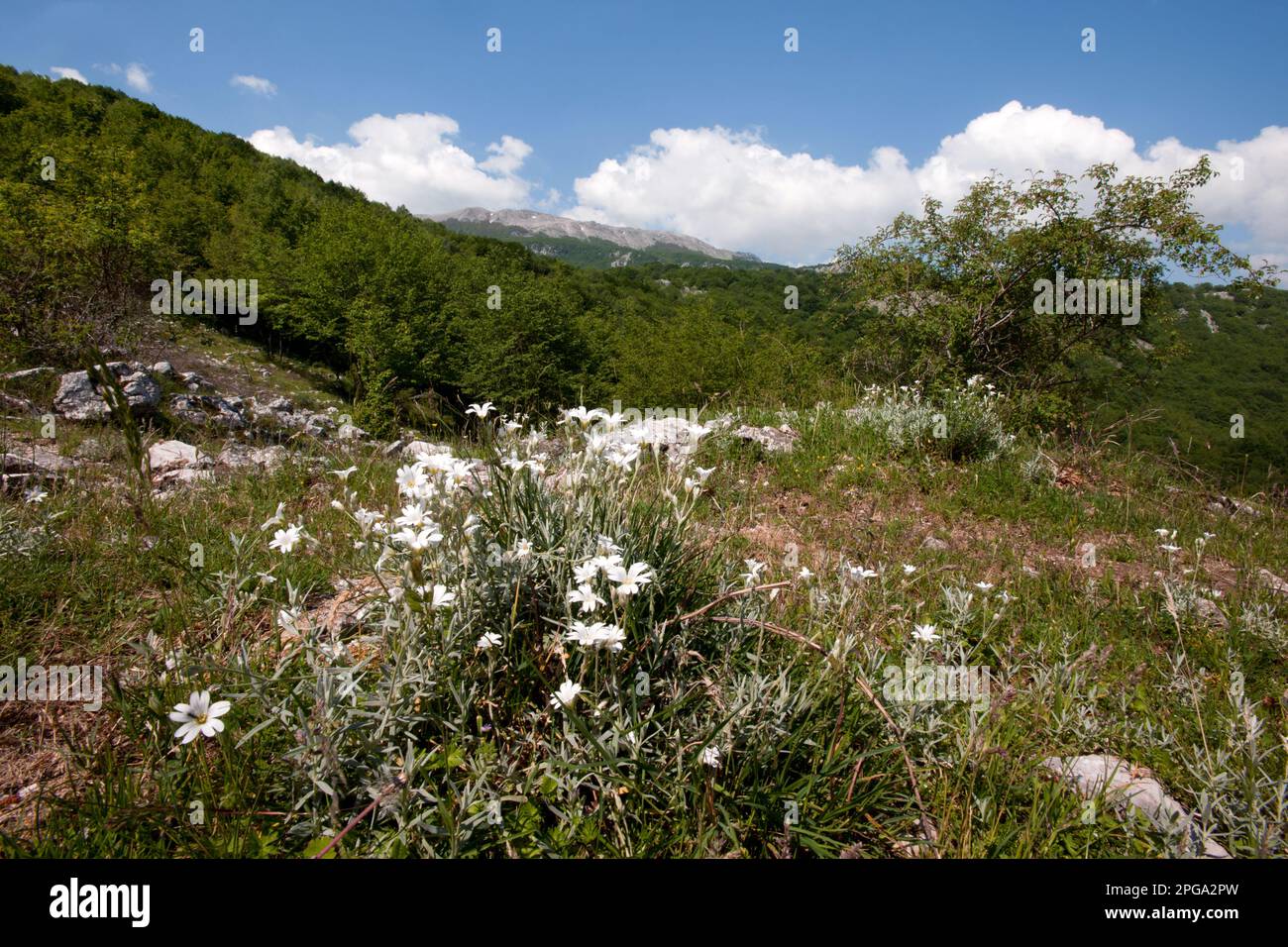 valle delle orchidee, monte cervati, parco nazionale del cilento e
