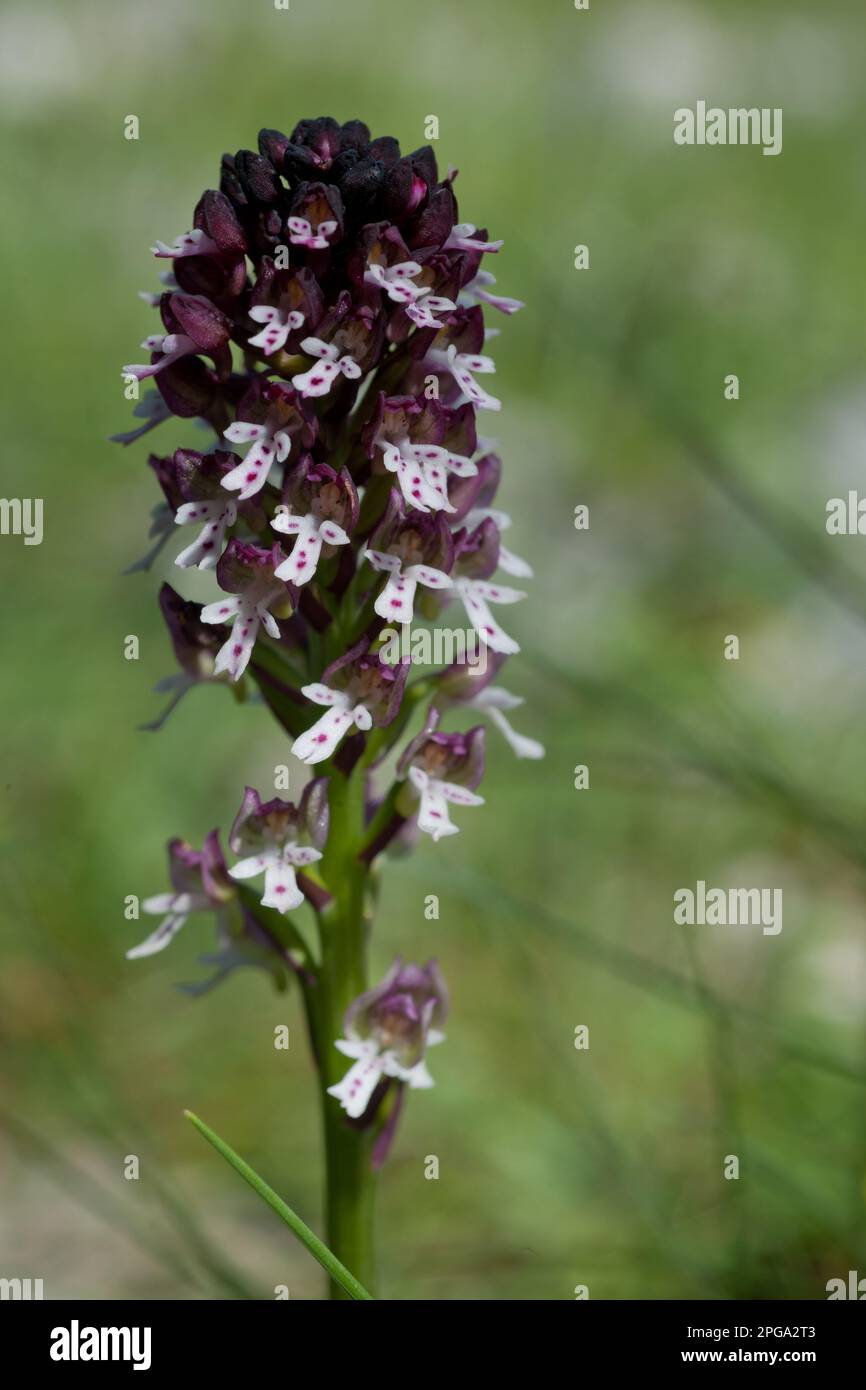 orchidea selavatica, orchis ustulata, valle delle orchidee, monte