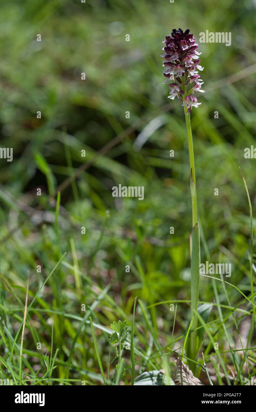 orchidea selavatica, orchis ustulata, valle delle orchidee, monte