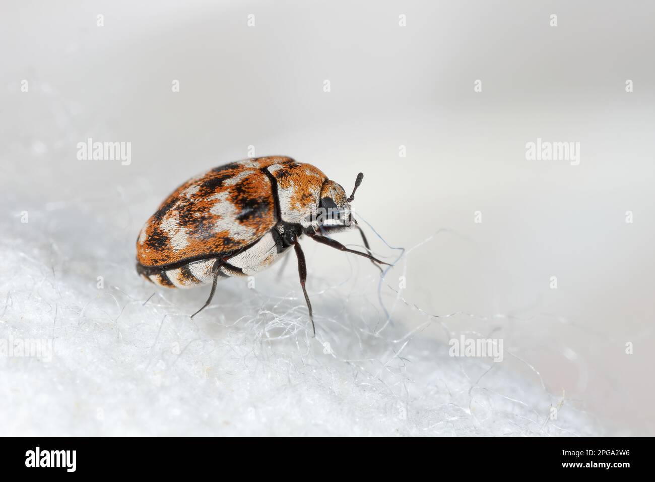 Varied carpet beetle, Anthrenus verbasci. Home and storage pest of
