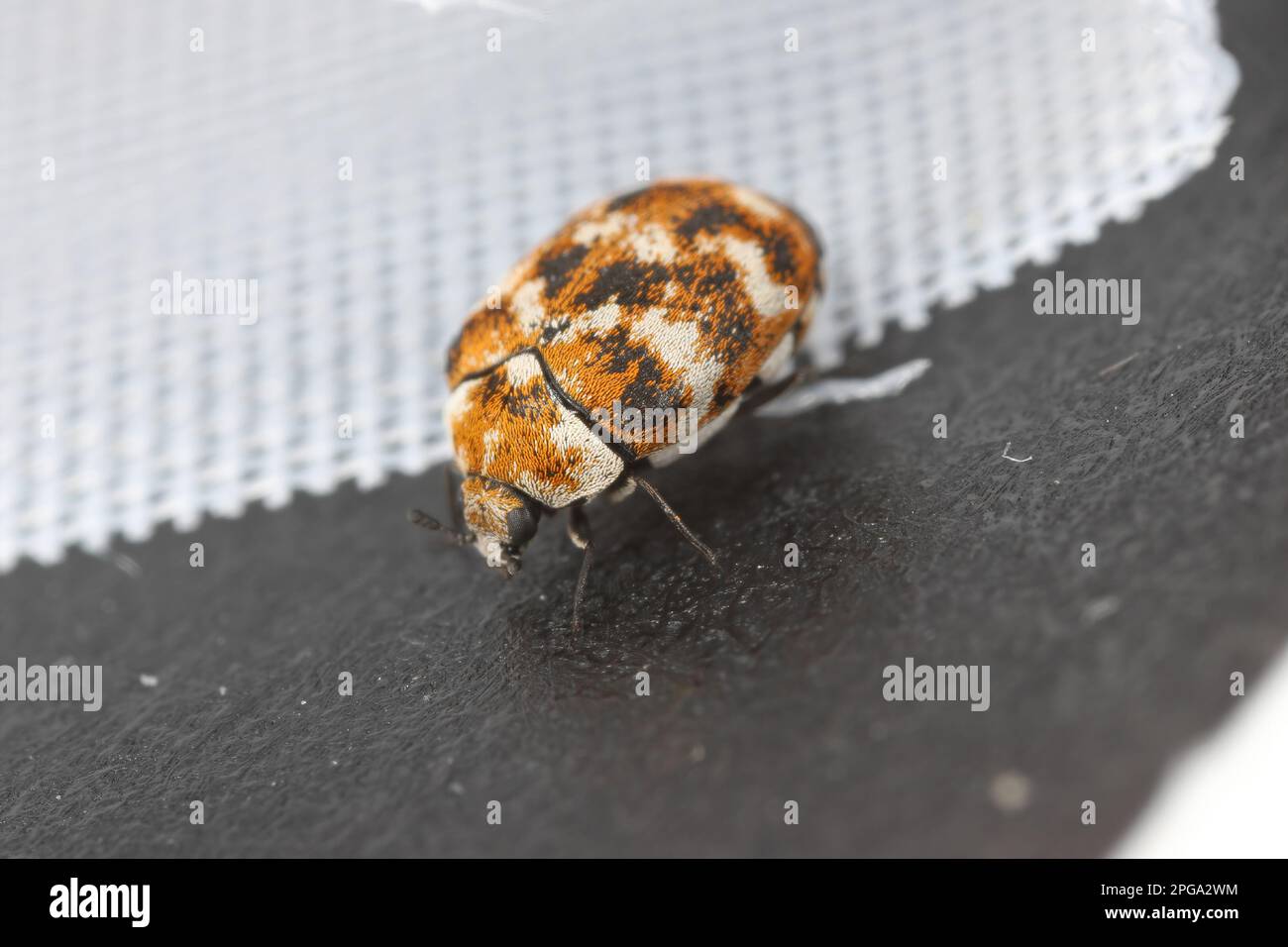 Varied carpet beetle, Anthrenus verbasci. Home and storage pest. Home
