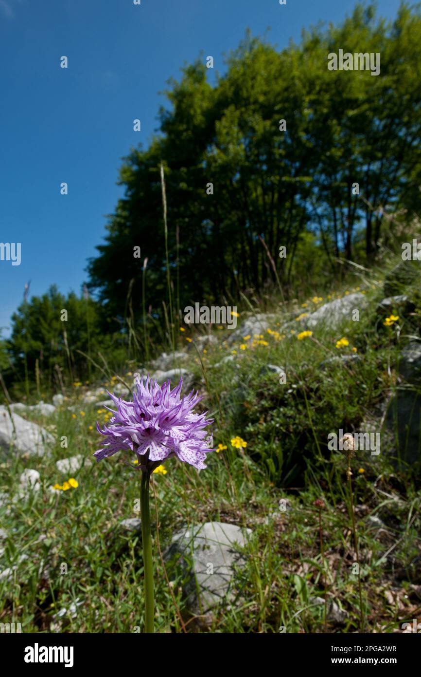 orchidea selvatica, orchis tridentata, valle delle orchidee, monte