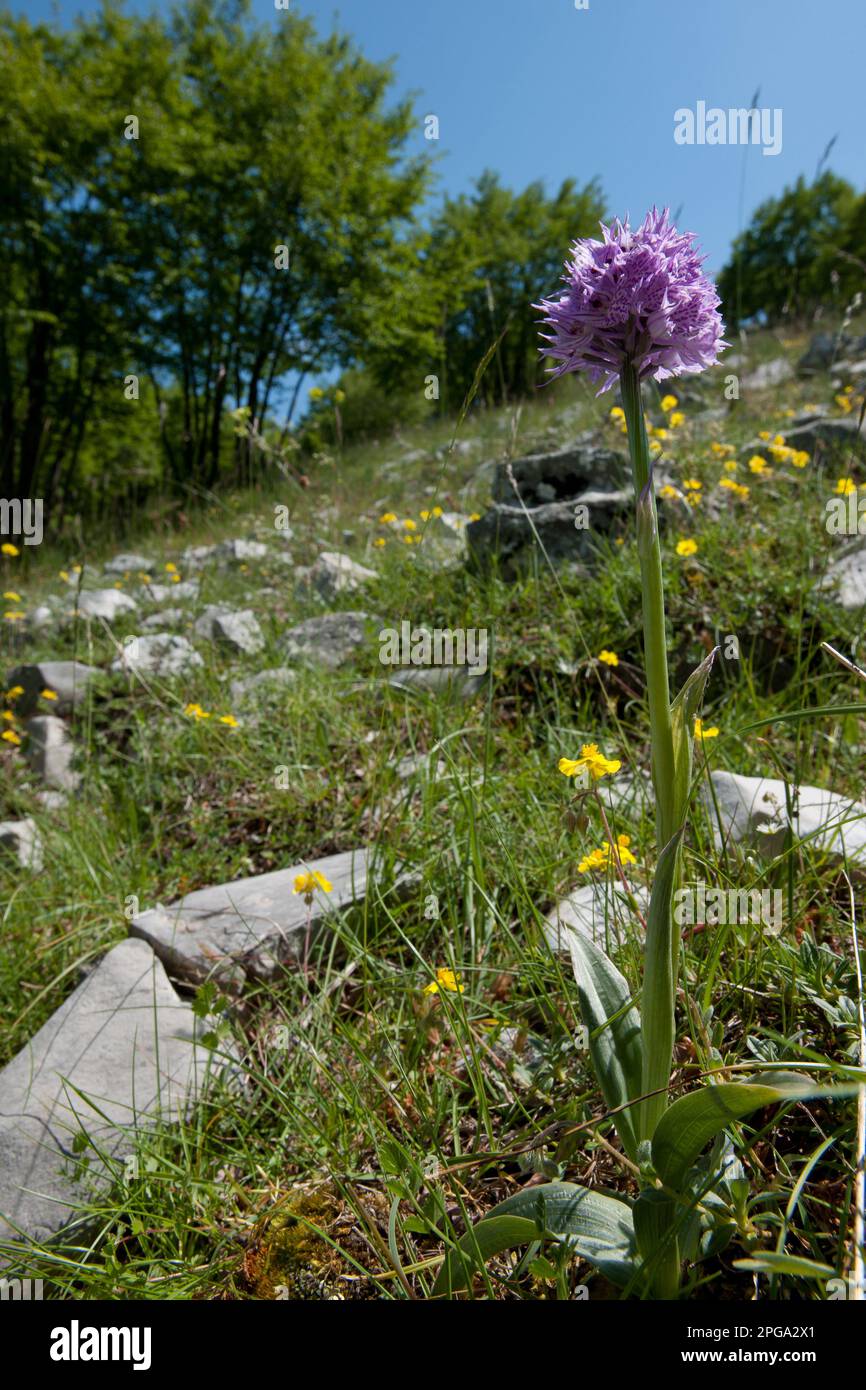orchidea selvatica, orchis tridentata, valle delle orchidee, monte