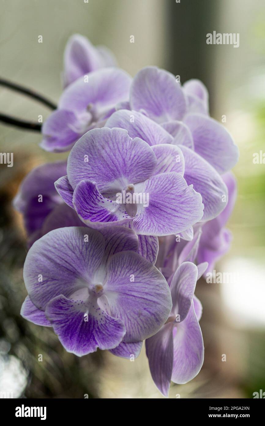 Close-up of a bouquet of orchids. Beauty concept. Purple and white color.  vertical. Wallpaper and background Stock Photo - Alamy, image size:866x1390
