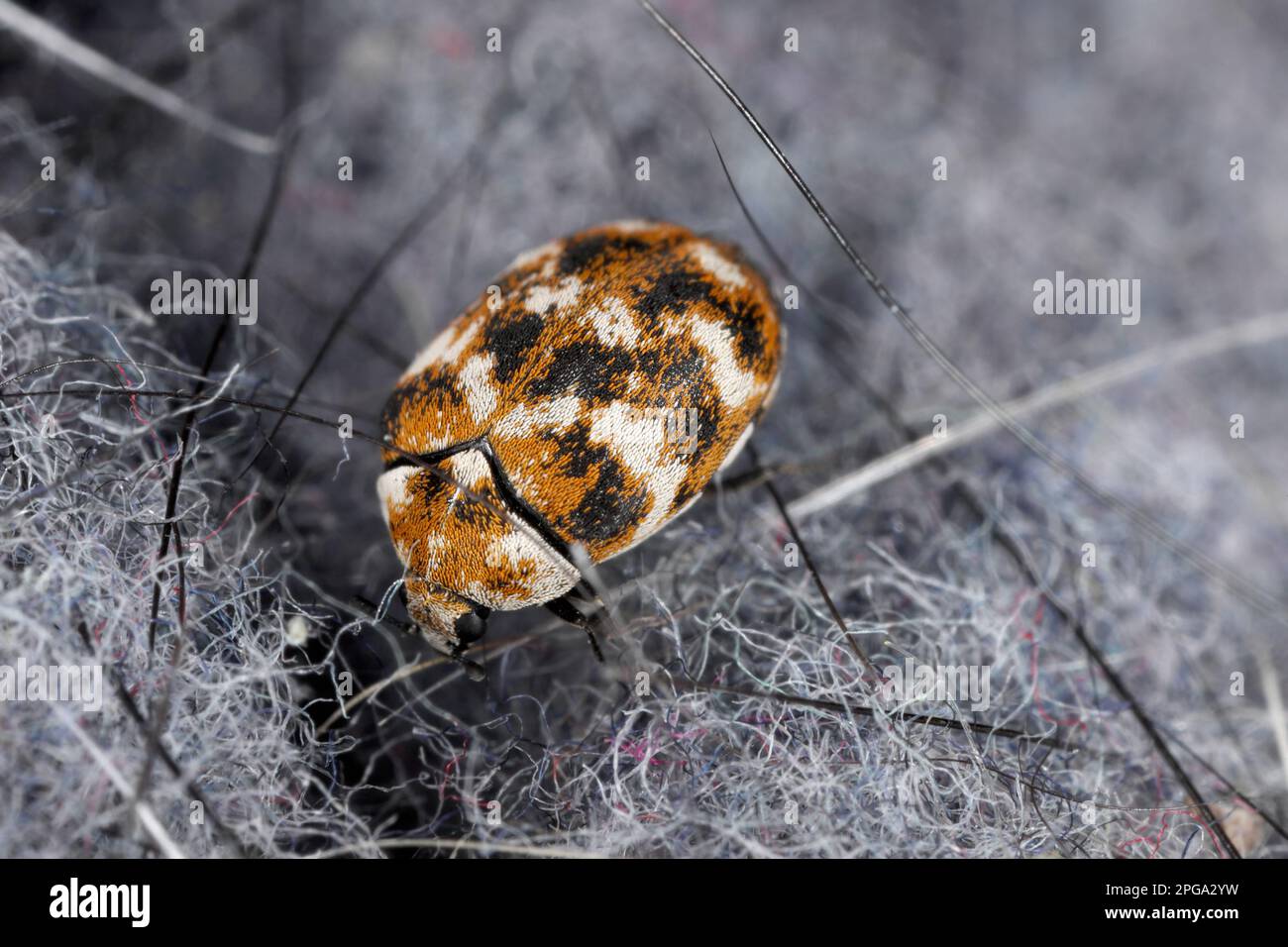 Carpet beetle damage hi-res stock photography and images - Alamy