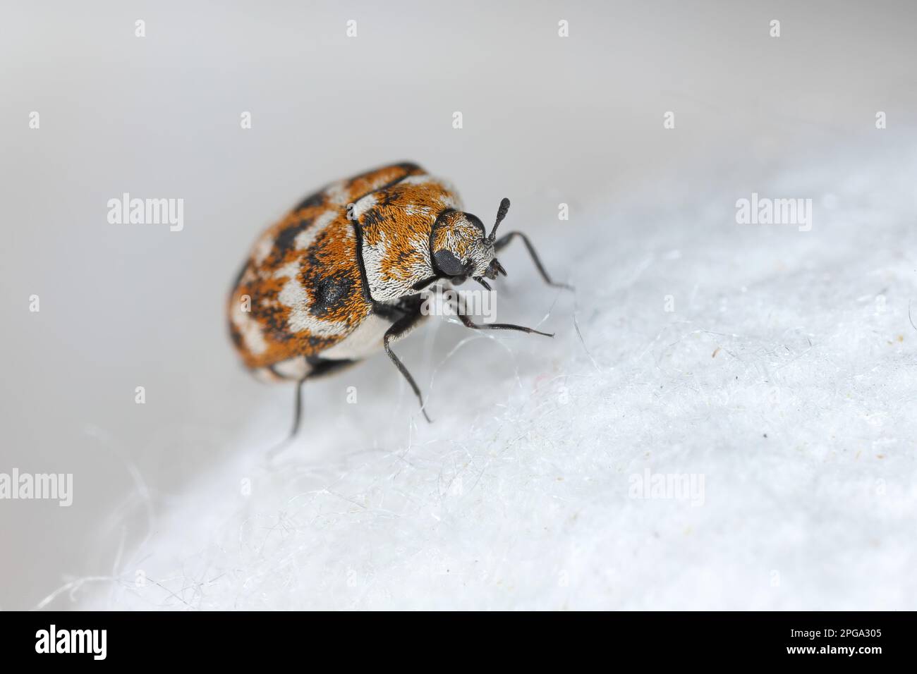 Varied Carpet Beetles are stirring, Homes