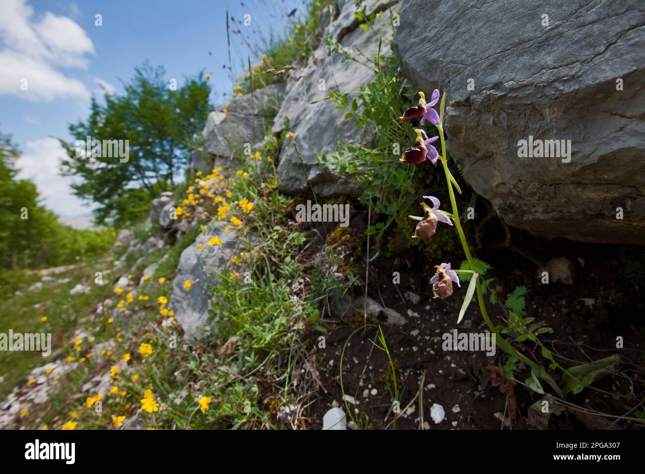 orchidea selvatica 3